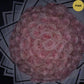 Glitter Rose Bouquet
